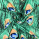 Pavo peacock