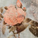 Antique Rose